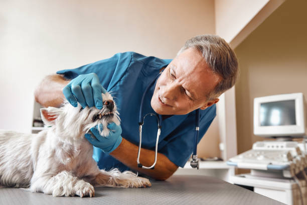 Best Pediatric Emergency Dentist in Garden City, NY